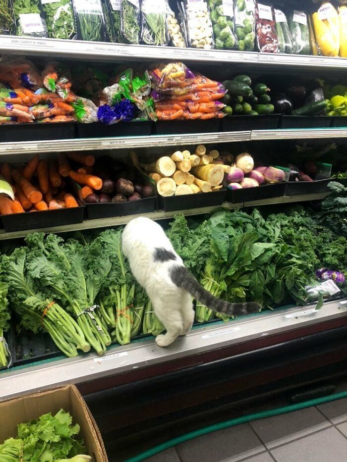 Cat exploring fresh greens in a shop, one of the cute cats spotted living their best lives among the produce.