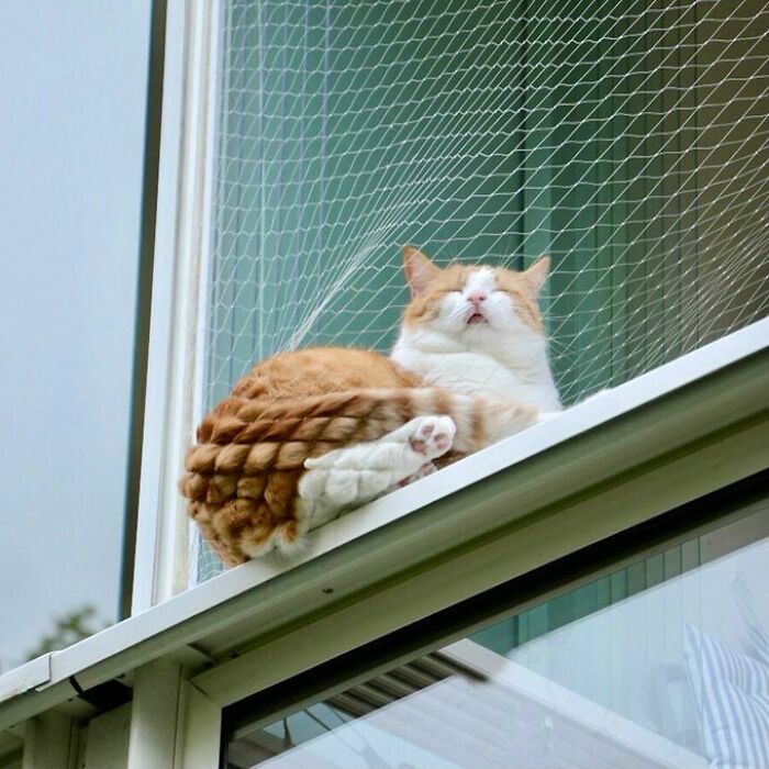 Orange and white cat relaxing on a windowsill in a shop, showing cute and peaceful moments of cats living their best lives.