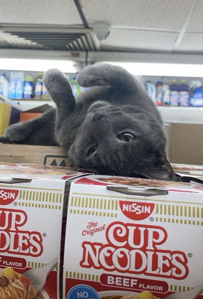 Gray cat lounging playfully on top of stacks of Cup Noodles in a random shop, showcasing cute cat charm.
