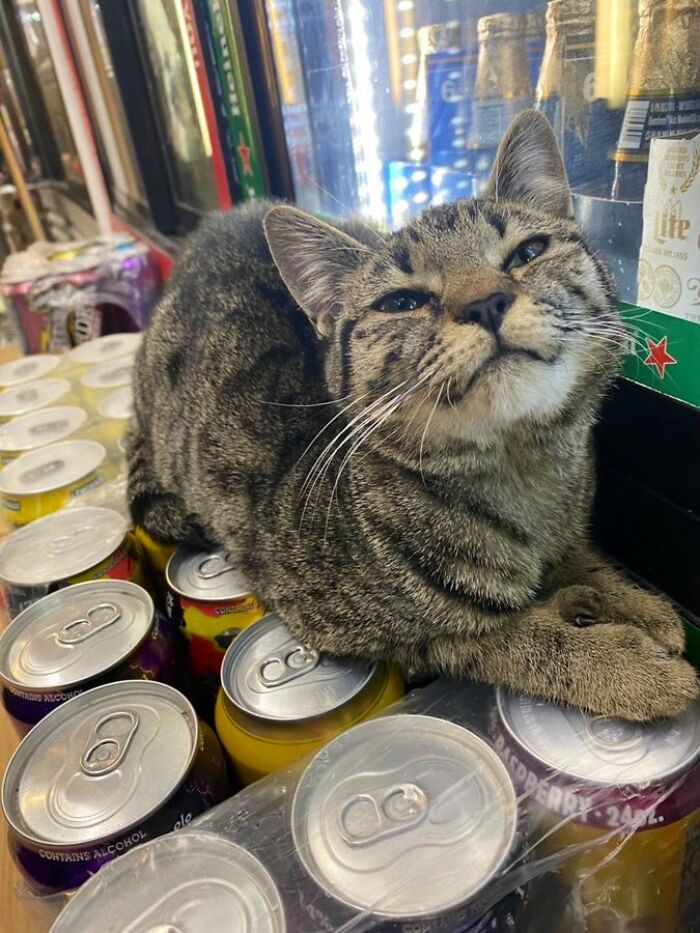 Tabby cat resting on canned drinks inside a shop, showcasing cute cats living their best lives in random shops.