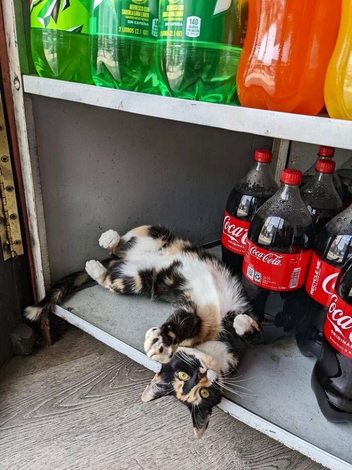Calico cat lying on its back next to soda bottles on a store shelf, showcasing cute cats living their best lives in shops.