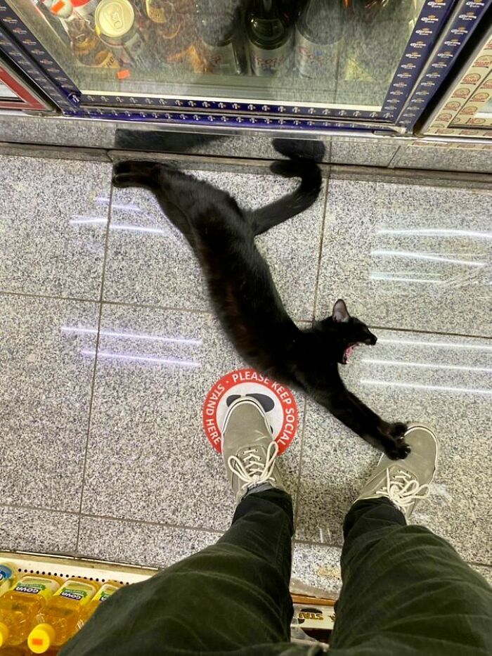 Black cat stretching on the floor between a person's feet inside a shop, showcasing cute cats living their best lives.