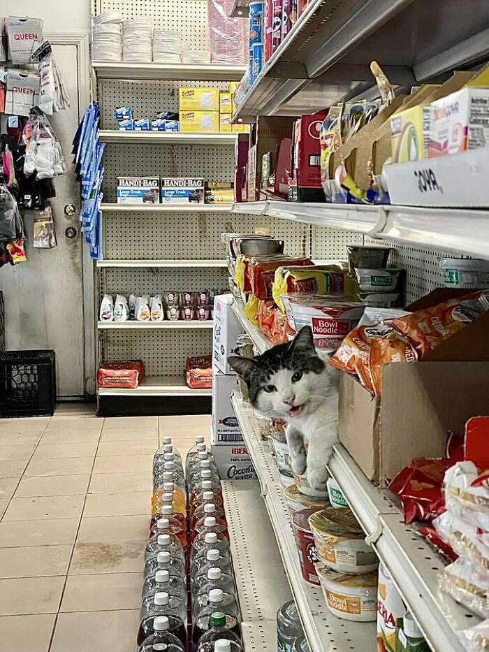 Cat spotted living its best life nestled on a grocery store shelf among snacks and noodles in a random shop.