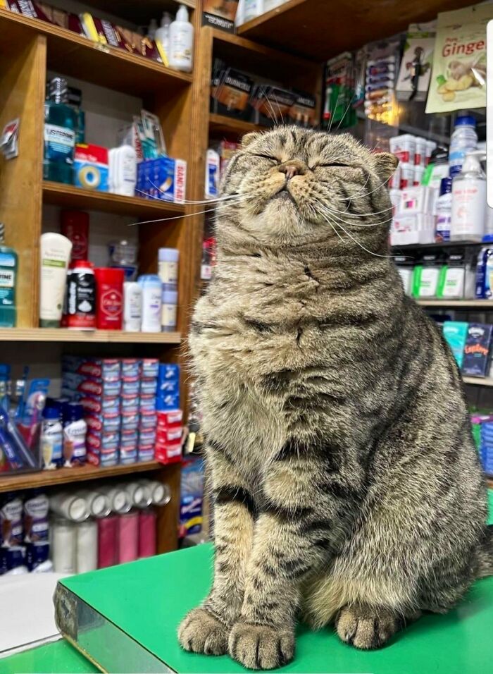 Tabby cat sitting contentedly on a shop counter surrounded by shelves stocked with various products and toiletries.