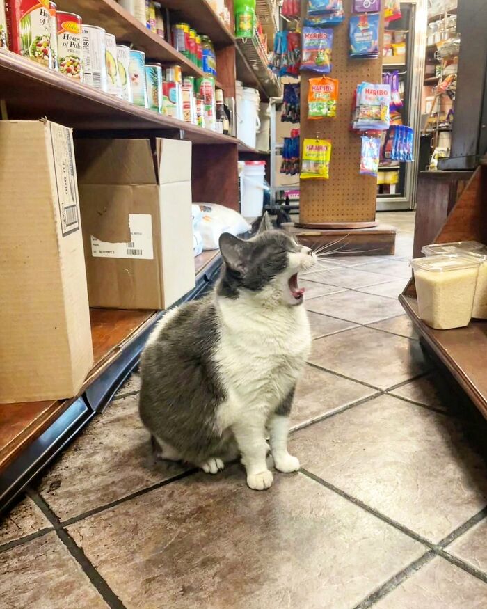 Gray and white cat yawning inside a small shop aisle filled with various grocery products on shelves and floor.