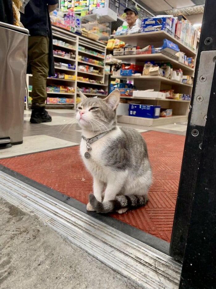 A cute cat with a collar sitting on a red mat inside a random shop filled with various products on shelves.