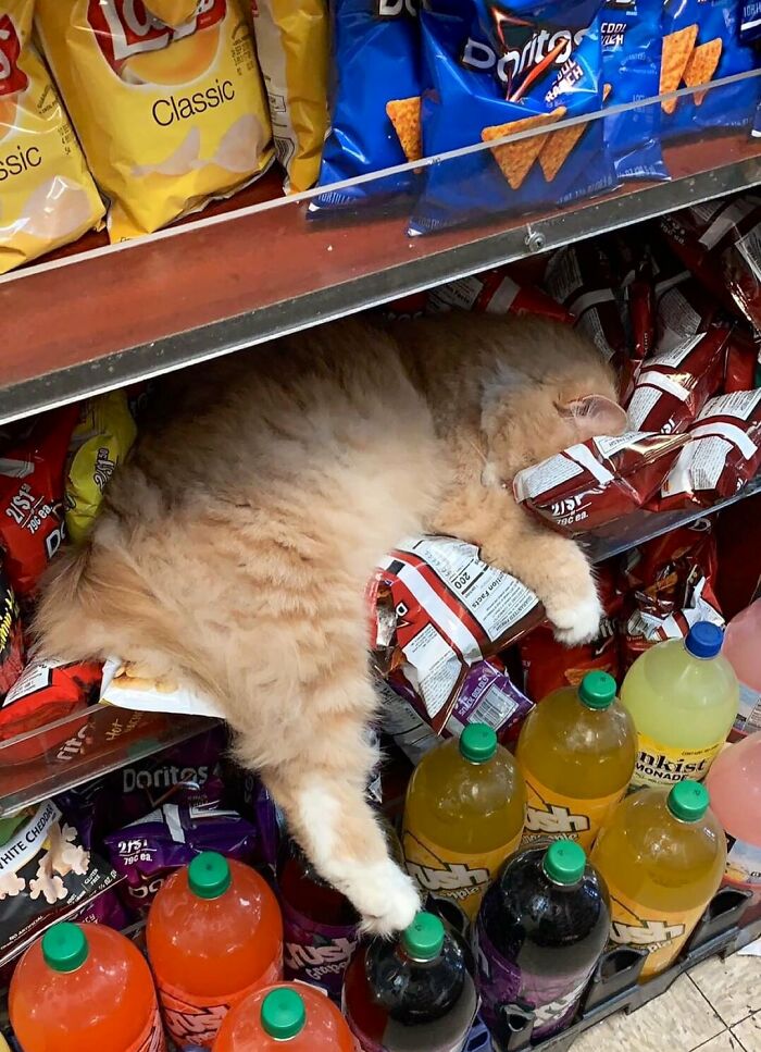 Fluffy cat sleeping among snack bags and soda bottles in a random shop, showcasing cute cats living their best lives.