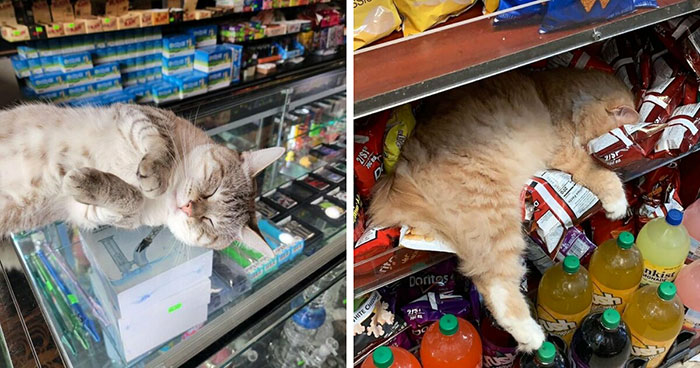 40 Cats Who Treated Convenience Stores Like Their Natural Habitat