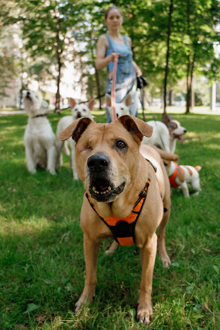 One-eyed dog in an orange harness on a leash with other dogs and a person, highlighting water's powerful presence outdoors.
