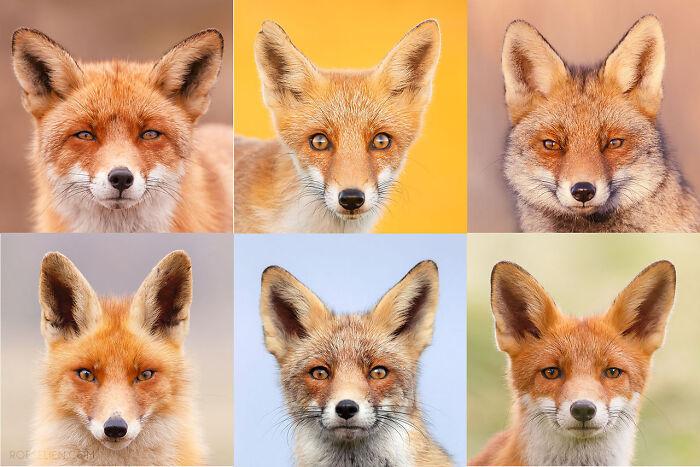 Foxes Are Way More Incredible Than You Think&mdash;Here Are 31 Proofs