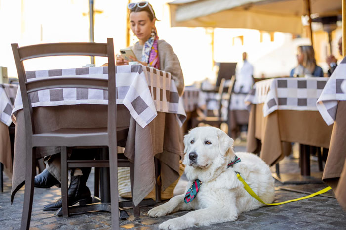 Large white dog lying under a restaurant table, highlighting concerns about negligent owners and dog bites affecting kids. Large white dog lying under a restaurant table, highlighting concerns about negligent owners and dog bites affecting kids.