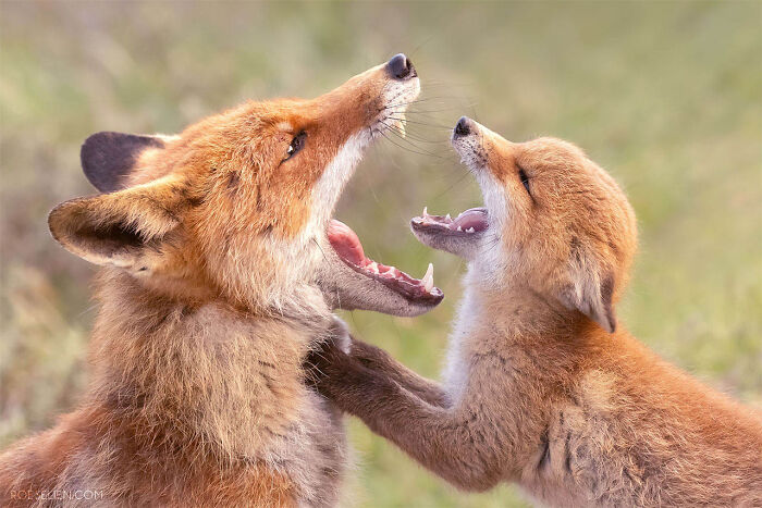 Foxes Are Way More Incredible Than You Think&mdash;Here Are 31 Proofs