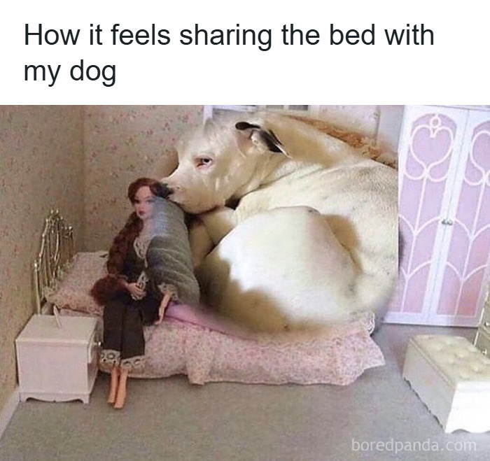 Dog and doll sharing a tiny bed, illustrating a funny random meme about common unique experiences.