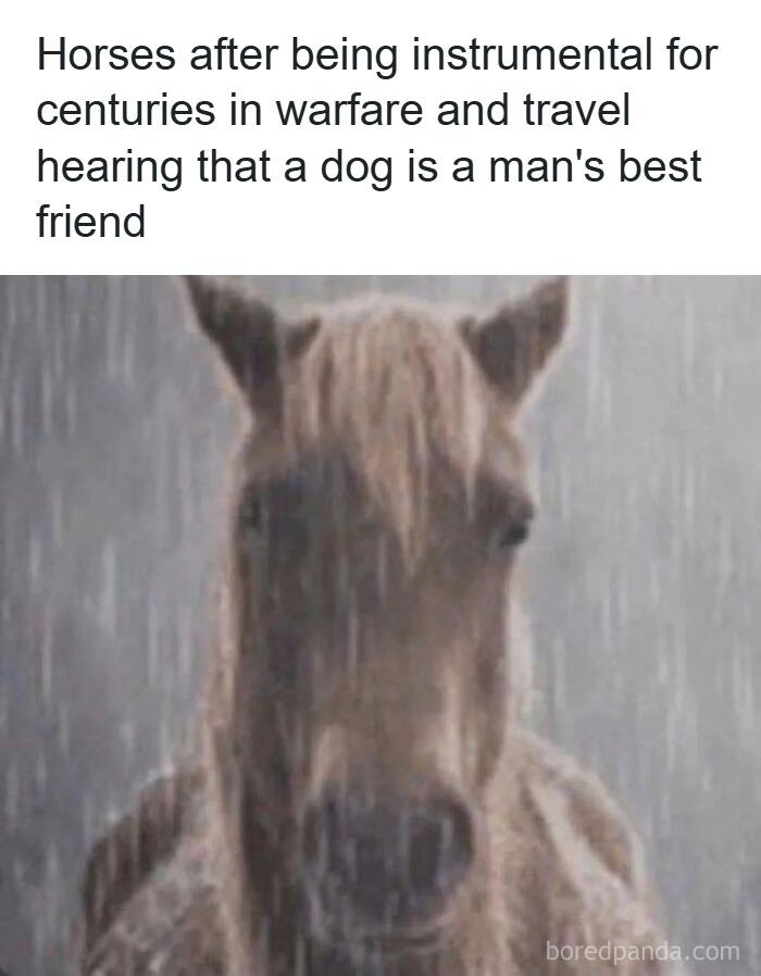 Sad horse in the rain meme about history and warfare from hilarious history memes collection