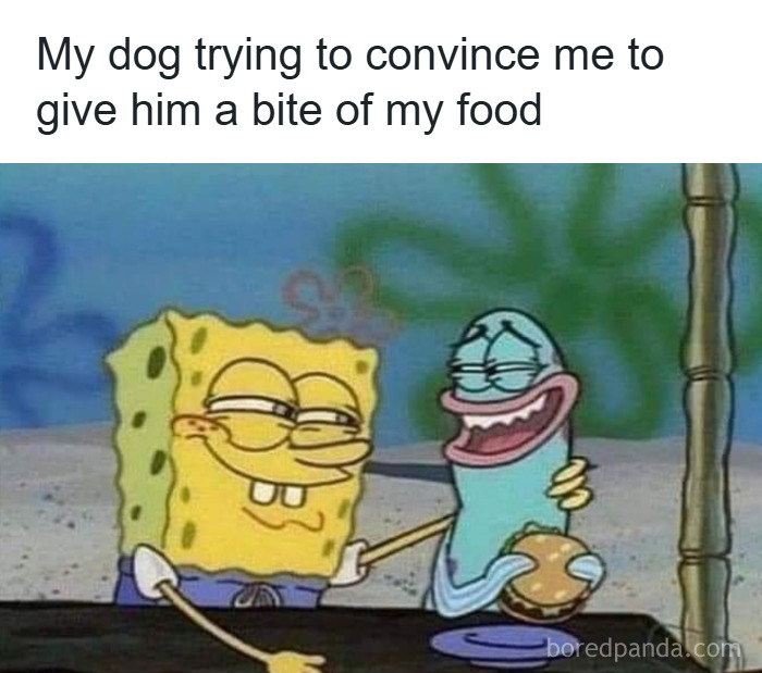 SpongeBob meme showing a sly look, caption about dog trying to get a bite of food, funny relatable random memes.