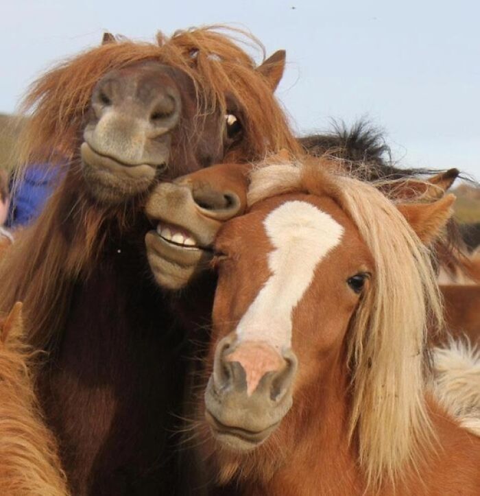 Tres caballos haciendo selfies divertidos y adorables en un entorno al aire libre, mostrando expresiones tiernas y graciosas.