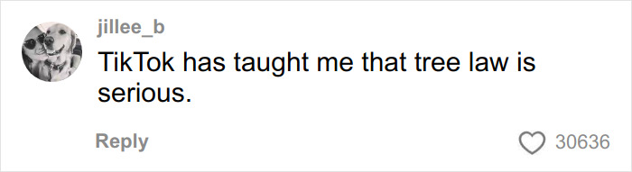 Social media comment saying tree law is serious, highlighting public reaction to disputes over property trees and legal issues.