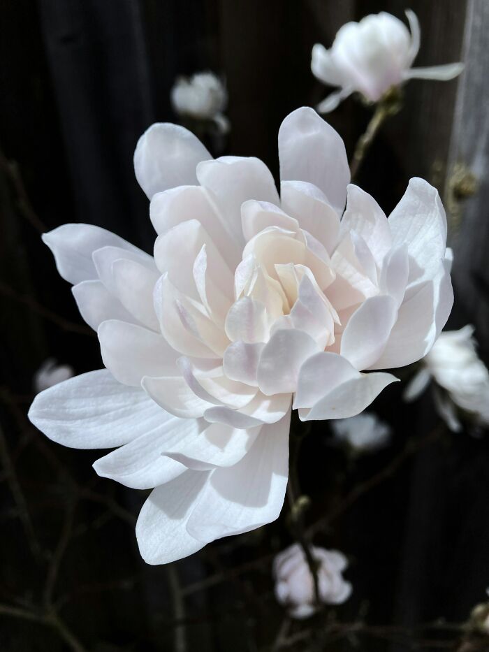 Close-up of a white flower in bloom, illustrating one of the true facts people share that make others question reality.