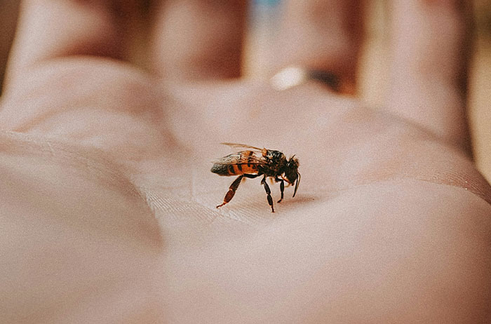 Close-up of a bee resting on a palm, symbolizing lives that ended in the most unexpected ways.