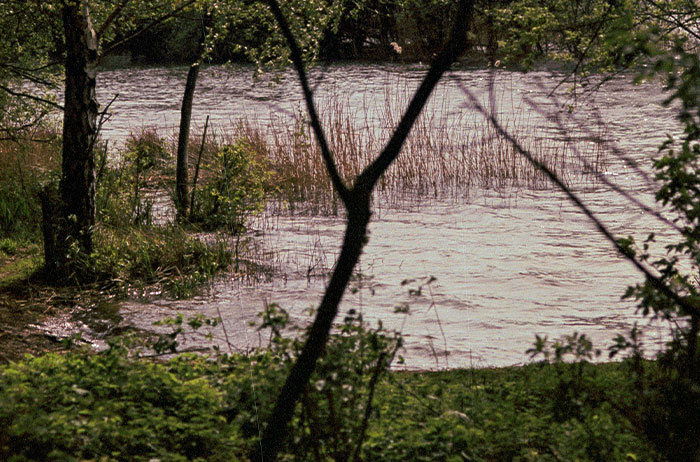 A calm riverbank surrounded by trees and greenery, evoking reflection on unexpected lives that ended suddenly.