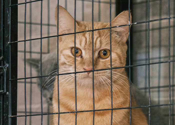 Pregnant Daughter Decides To Put Dad&rsquo;s Cat In A Shelter Because Of Her Baby&rsquo;s Safety, Gets Kicked Out