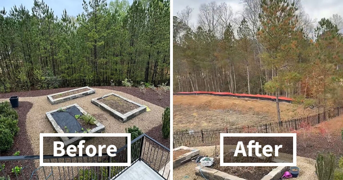 “Tree Law Is Insane”: Woman Blasts Neighbor For Cutting Down All Of Her Trees As Before-After Picture Stuns People | Bored Panda 