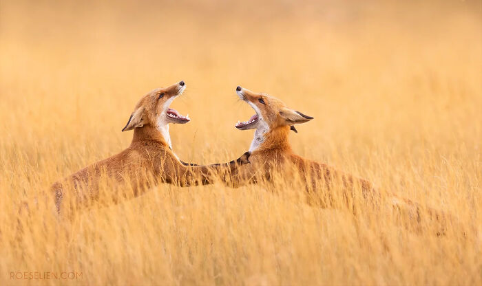 Foxes Are Way More Incredible Than You Think&mdash;Here Are 31 Proofs