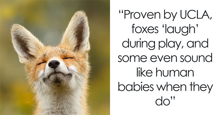 Foxes Are Way More Incredible Than You Think—Here Are 31 Proofs