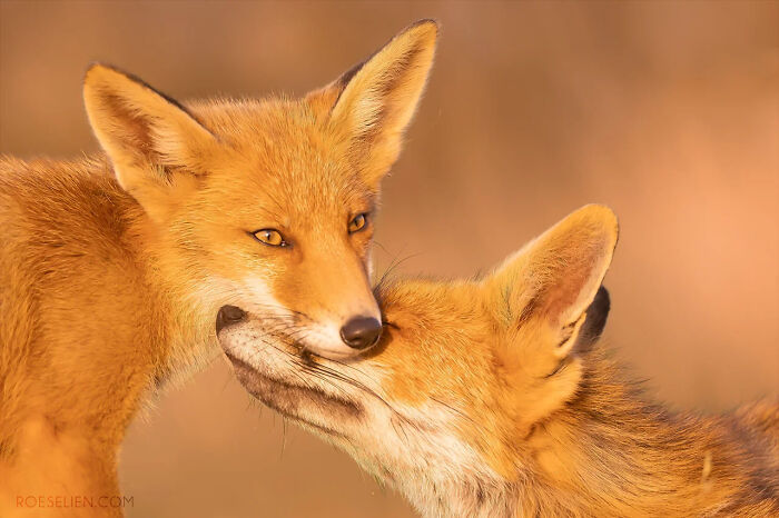 Foxes Are Way More Incredible Than You Think&mdash;Here Are 31 Proofs