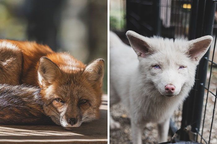 26 Gorgeous Rescued Foxes Through The Lens Of Greg Murray