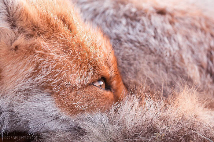 Foxes Are Way More Incredible Than You Think&mdash;Here Are 31 Proofs