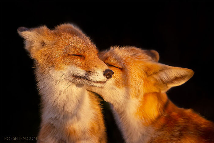 Foxes Are Way More Incredible Than You Think&mdash;Here Are 31 Proofs