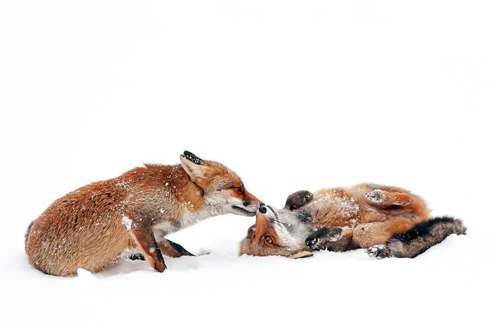 Foxes Are Way More Incredible Than You Think&mdash;Here Are 31 Proofs