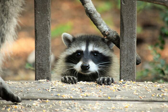 Raccoon peeking over wooden deck surrounded by birdseed, illustrating a story about returning MIL&rsquo;s weird decor.