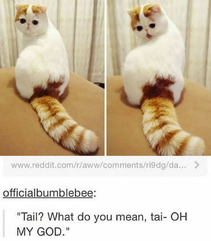 9 Memes That Make Me Smile