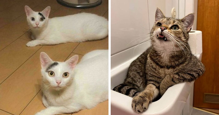 49 Incredibly Cute Photos Of Cats Doing Their Cat Things In The Most Amusing Way