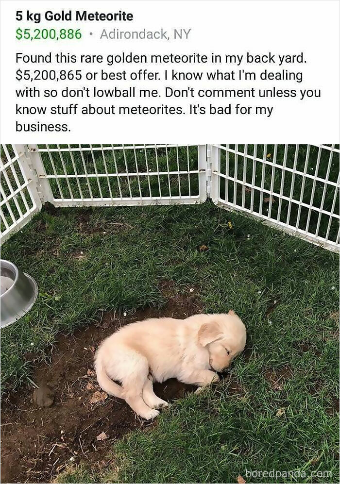 Puppy sleeping in a fenced yard with an unhinged Facebook Marketplace post claiming a gold meteorite for sale.