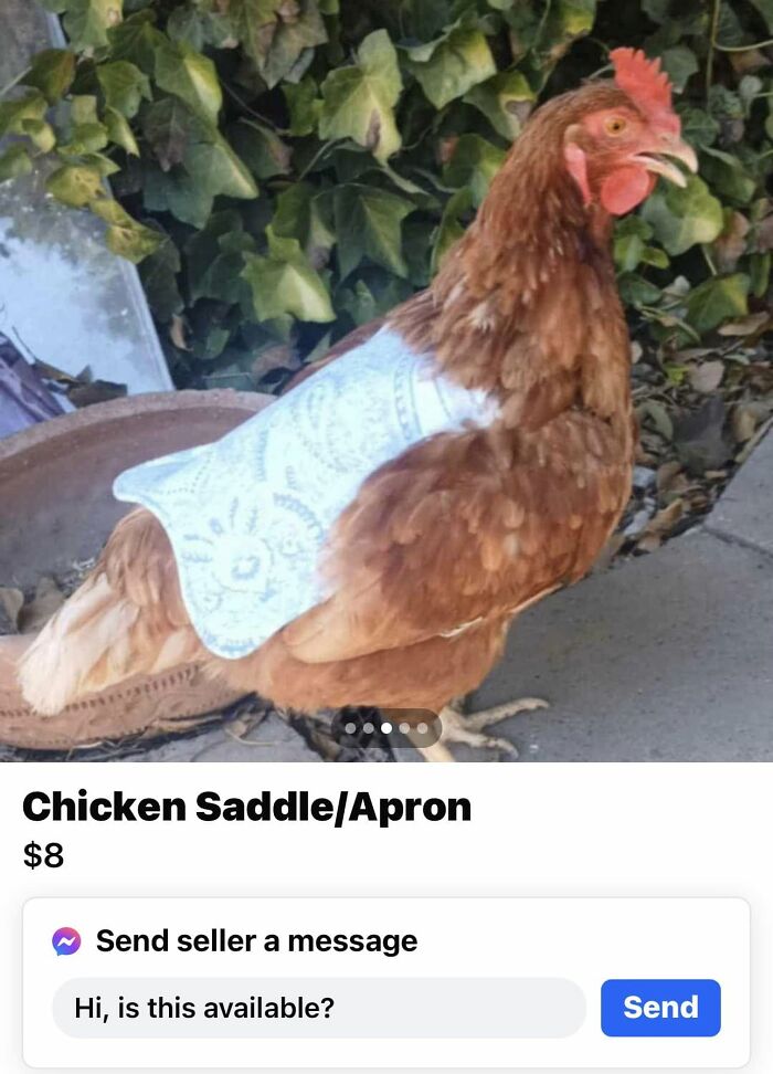 Chicken wearing a small apron outdoors listed on FB Marketplace highlighting unhinged posts humor on the platform.