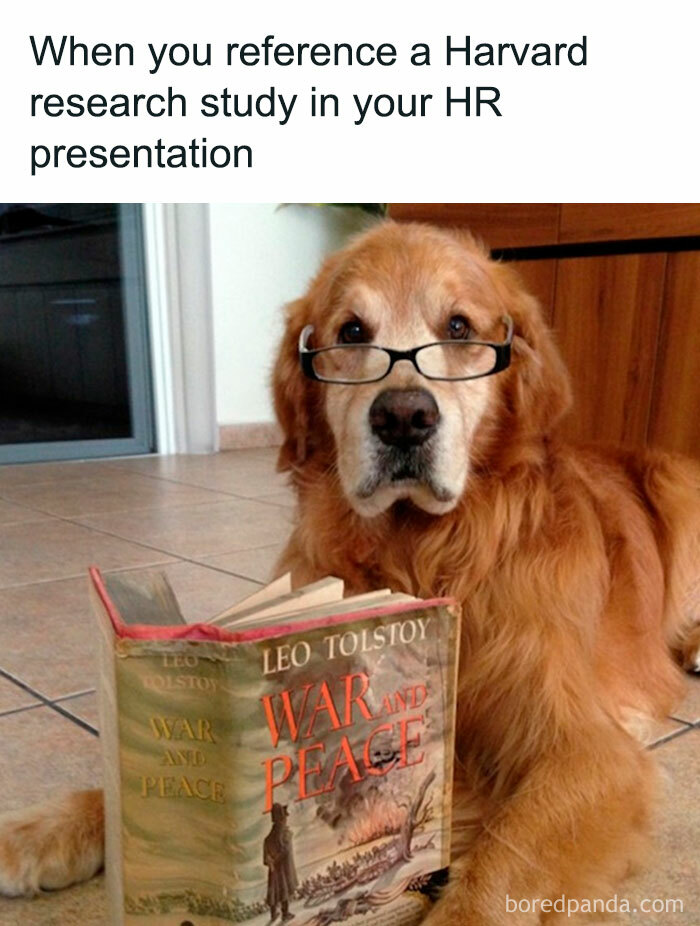 Golden retriever wearing glasses and reading War and Peace, humorously depicting the chaos of working in human resources.