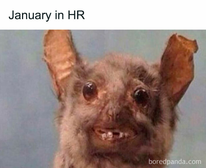 Funny close-up of a bat with missing teeth representing the chaos of working in human resources in January.