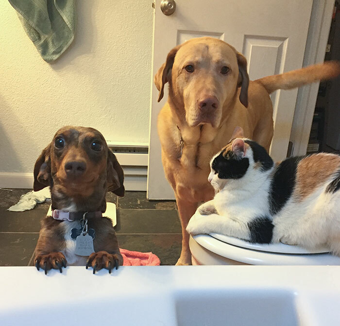 Two dogs and a cat crowd a bathroom, showing how pets take over personal space at home.