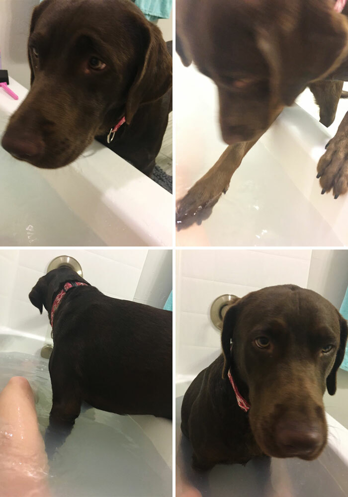 A chocolate Labrador in a bathtub with a person, showing how pets take over personal space at home.