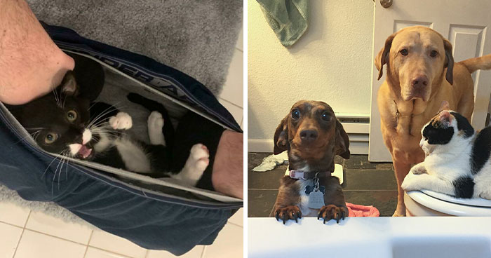 50 Hilarious Pets Who Refuse To Give Their Humans A Break (New Pics)