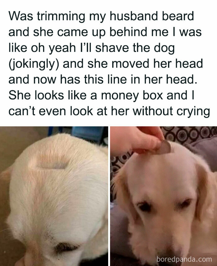 Dog with a shaved square patch on its head, humorously described in a meme from Laughgorithm's perfect 104 memes collection.