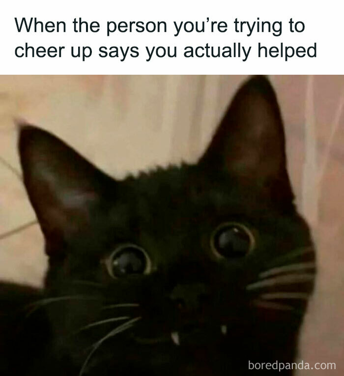 Black cat with wide eyes and small fangs looking surprised, a funny meme for laughgorithm and perfect memes.
