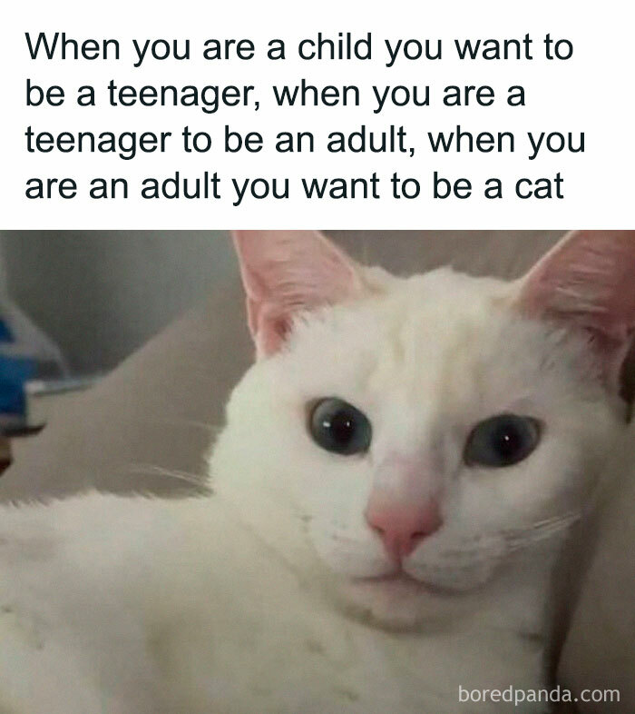 White cat lying down with text about wanting to be a teenager, adult, then a cat, related to Laughgorithm memes.