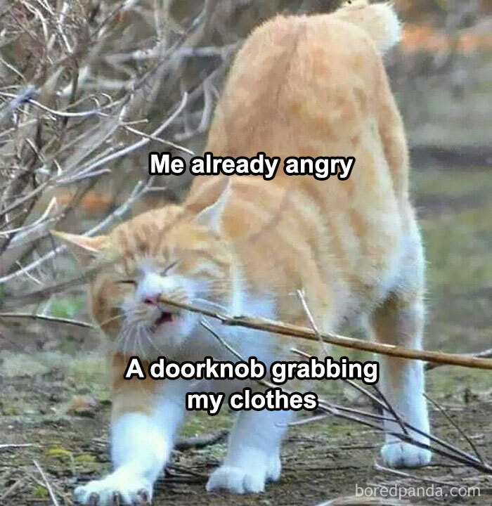 Orange tabby cat biting a stick while stretching, illustrating frustration, featured in laughgorithm meme collection.