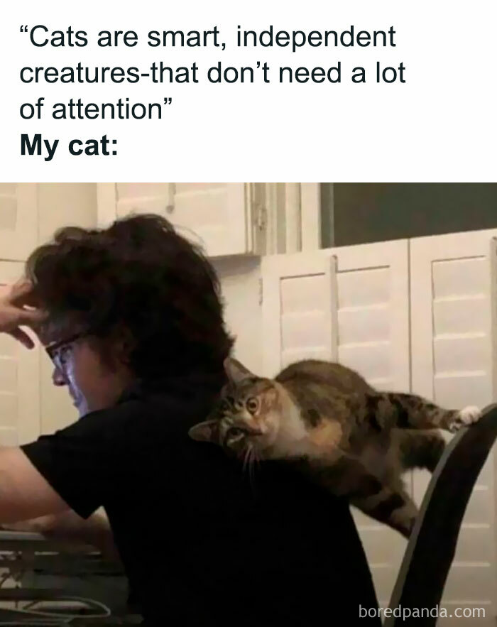 Cat meme showing a cat clinging to a person's back, highlighting independent but attention-seeking cat behavior humor in Laughgorithm.