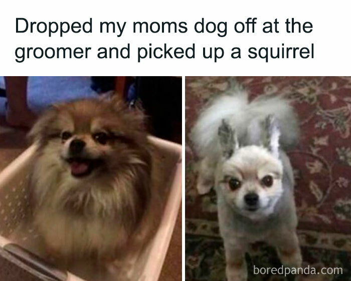 Funny memes showing a fluffy dog before grooming and the same dog shaved looking like a squirrel.