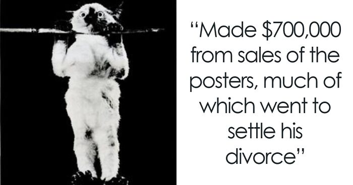 50 Times People Found Gems On Wikipedia That Were Too Funny Not To Share (New Pics)